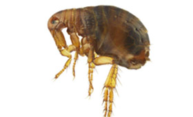 其他害虫防治 